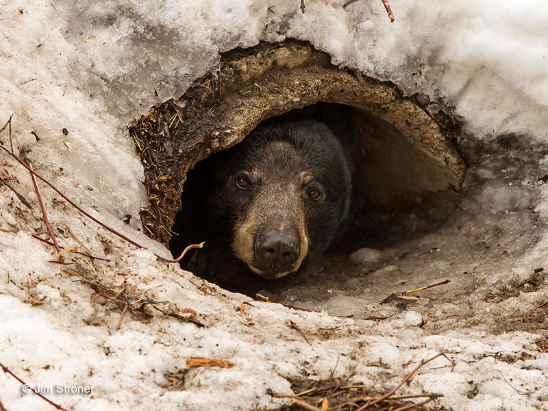 Juliet looks out of her den