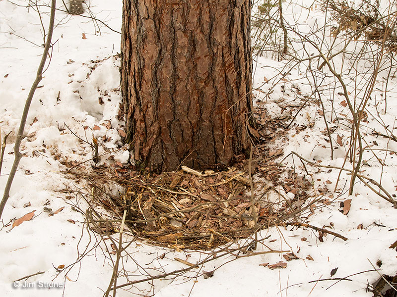Lily's bed at base of red pine