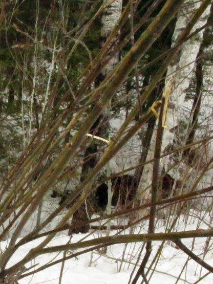 Juliet's crew foraged on willow