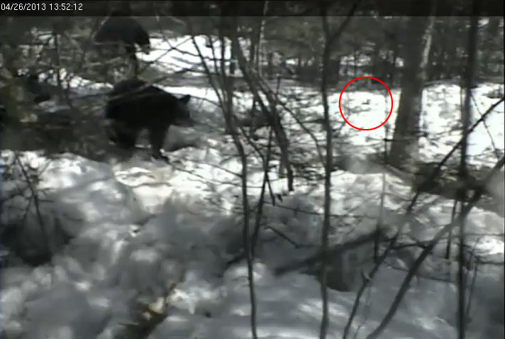 Yearling notices butterfly (circled)