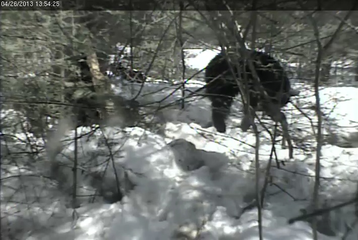 Yearling climbs saplings