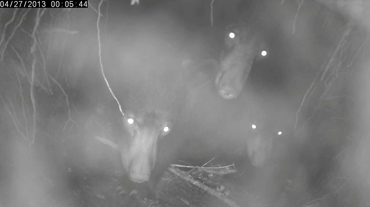 Jewel and yearlings are all eyes after returning to their den