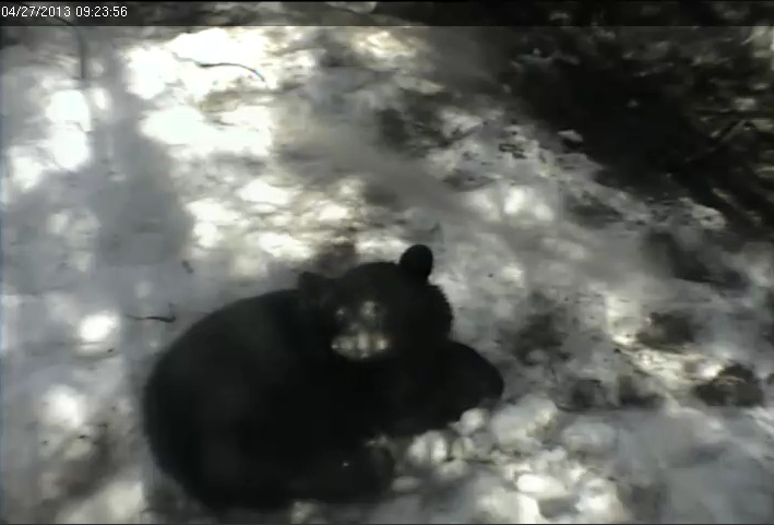 Yearling just chillin'