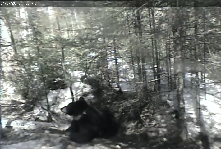 Jewel half our of den