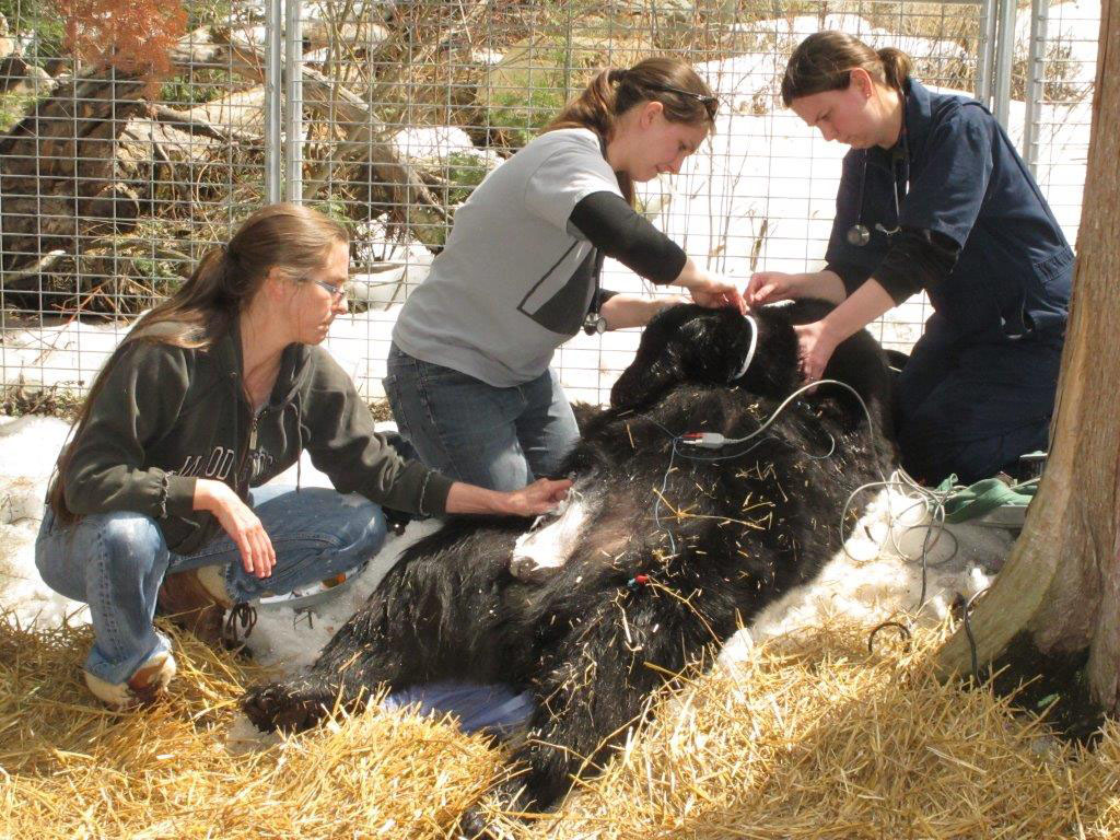 Lucky is prepared for surgery