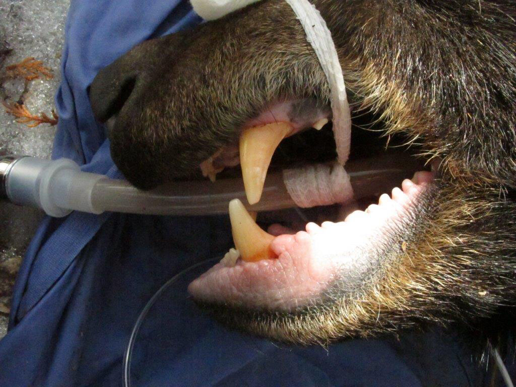 Lucky was intubated for surgery