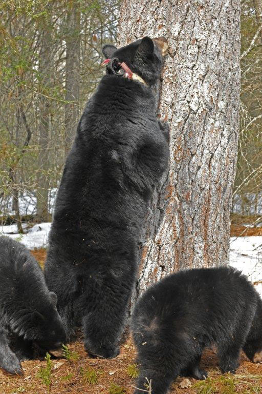 Jewel and yearlings at bed tree