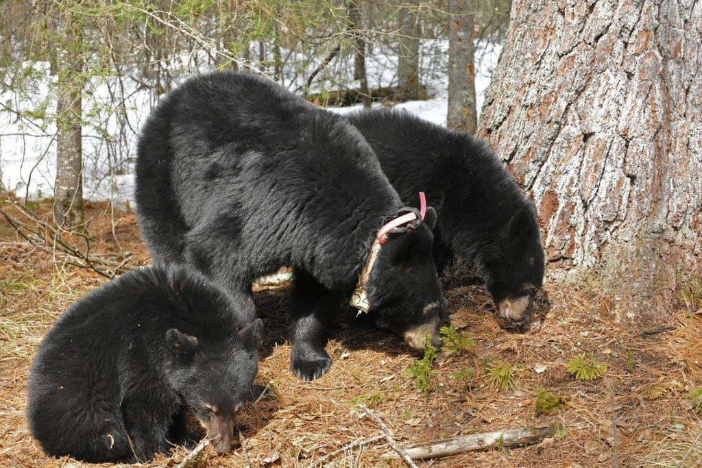 Fern, Jewel, and Herbie