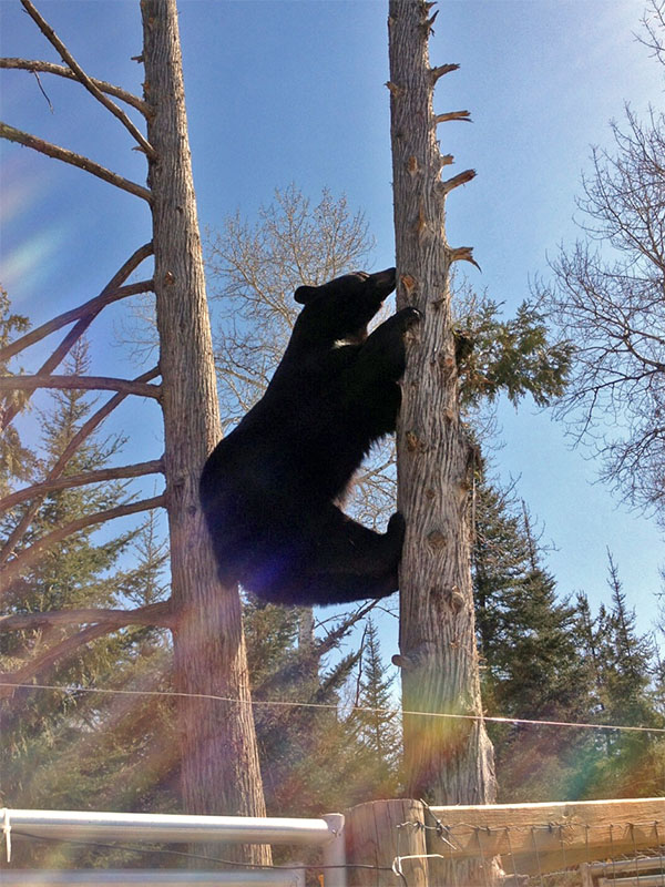 Lucky climbs a cedar