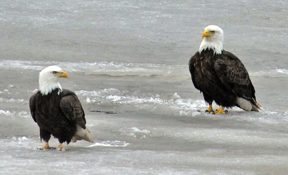 Eagles on Woods Lake