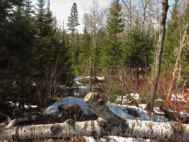 View from back of bear pen