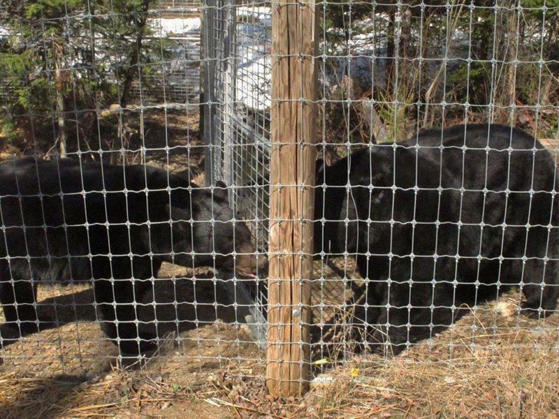 Lucky and Ted greet through fence