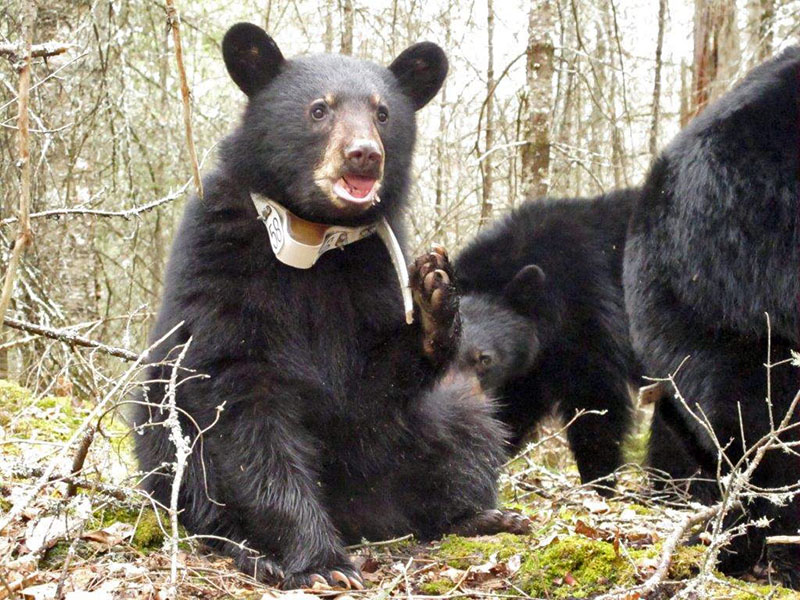 Fern paws at her radio-collar