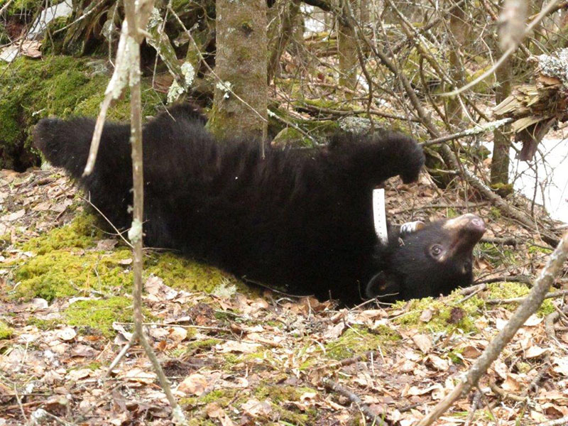 Fern getting used to her collar