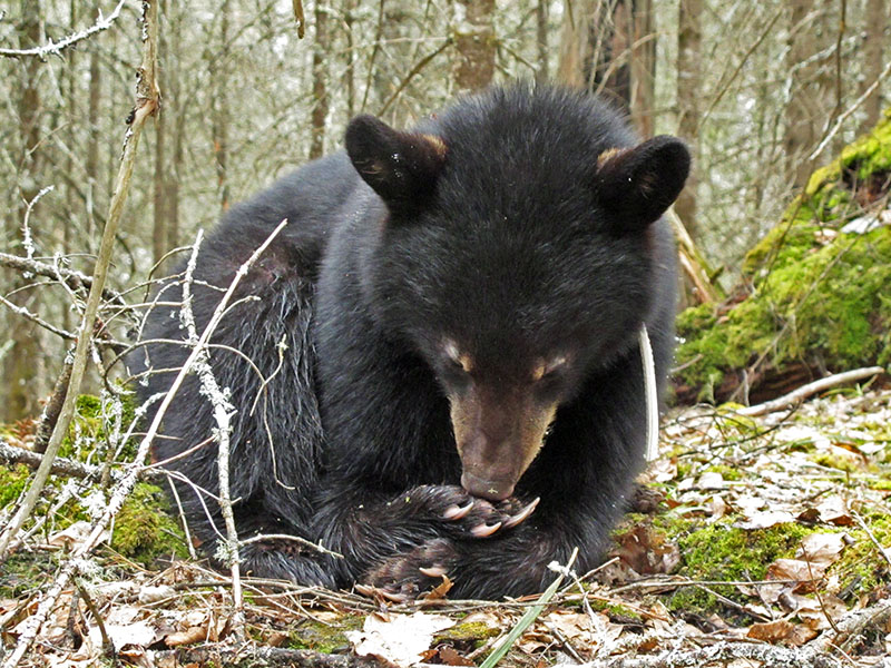 Fern licks her paw - May 1, 2013  