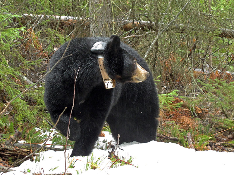 Lily pauses mid-step