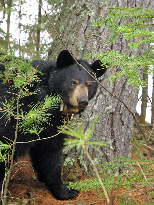 Lily stands at base of white pine