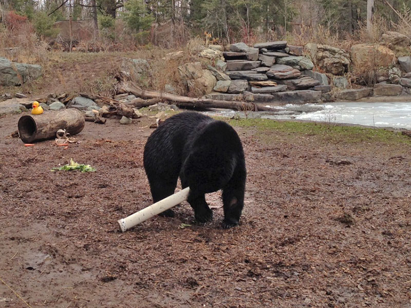 Lucky works to figure feeder out