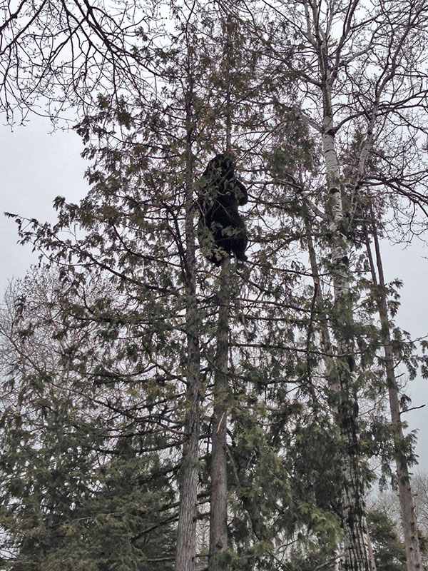 Lucky climbs cedar and bites top