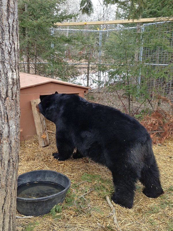 Ted finds food in holes in log
