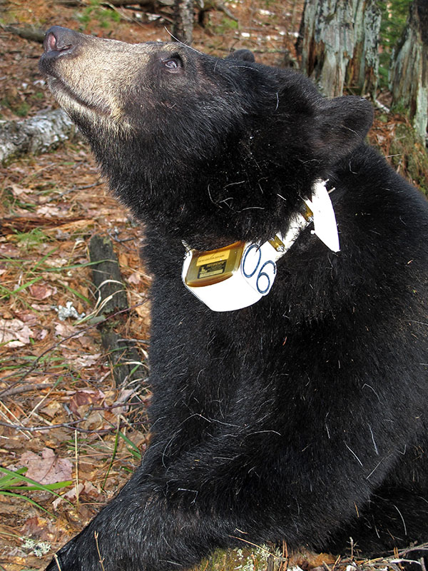 Faith with new GPS collar