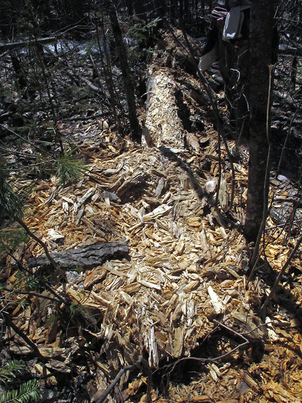 Lily's wood chip  bed