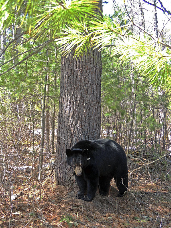 Lily stands at base of the white pine 