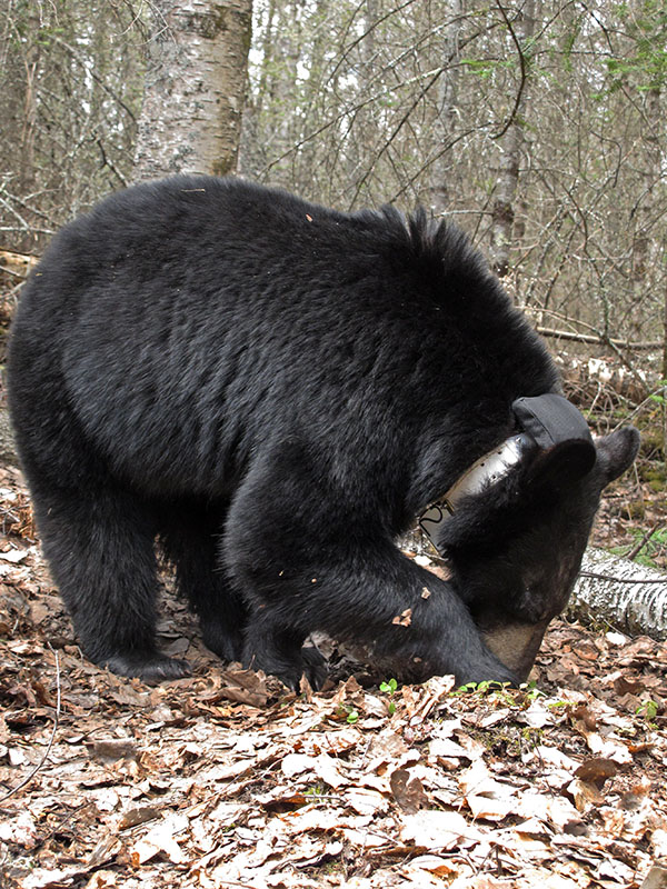 Aster searches for nuts