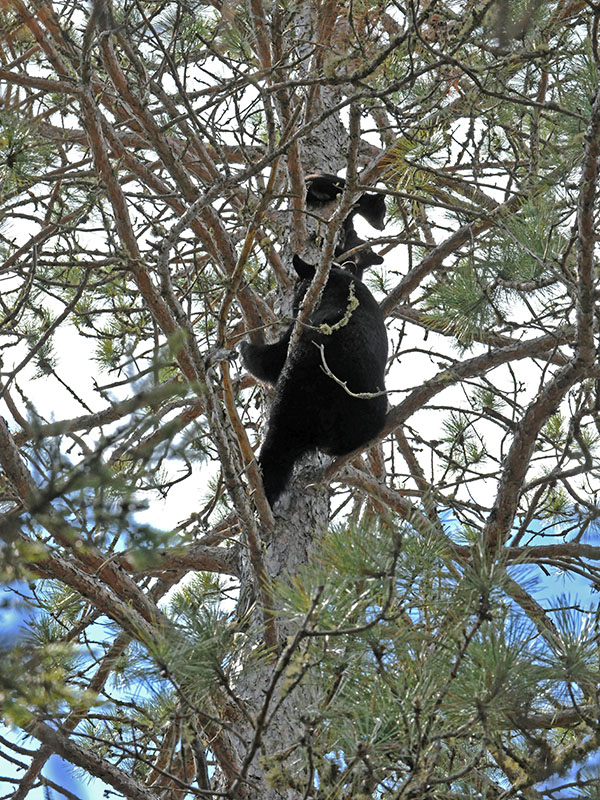 Sharon climbs to check cubs