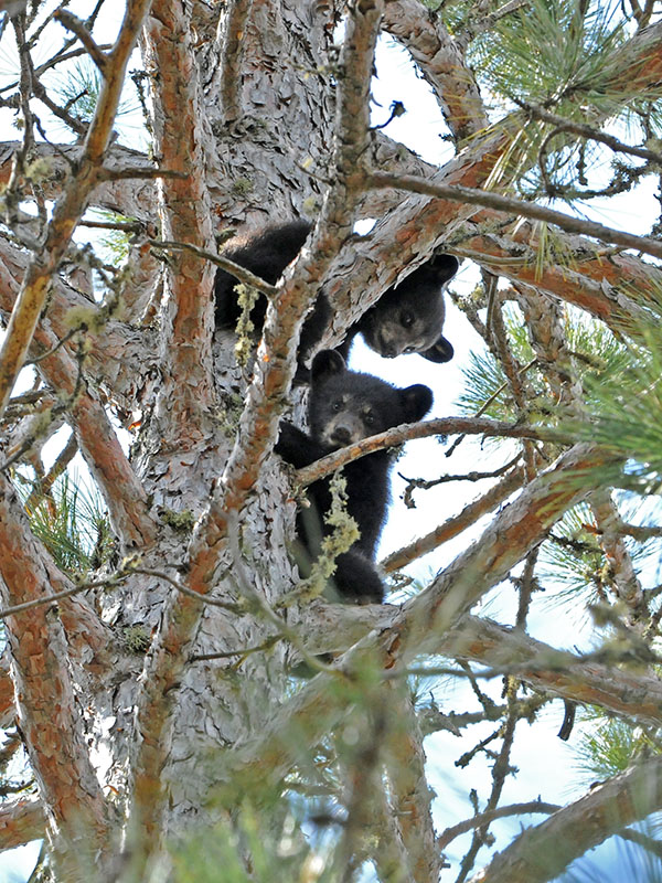 Sharon's cubs in red pine