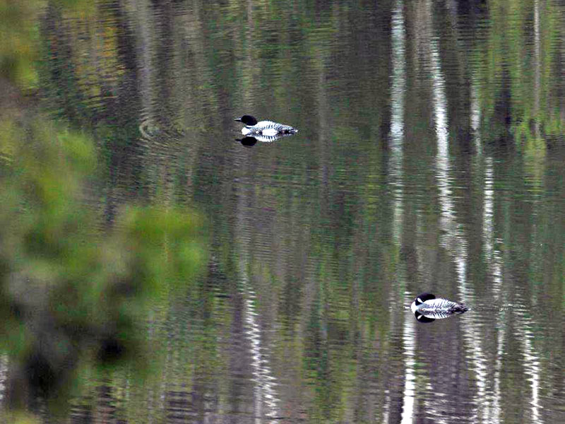 Loons on Woods Lake