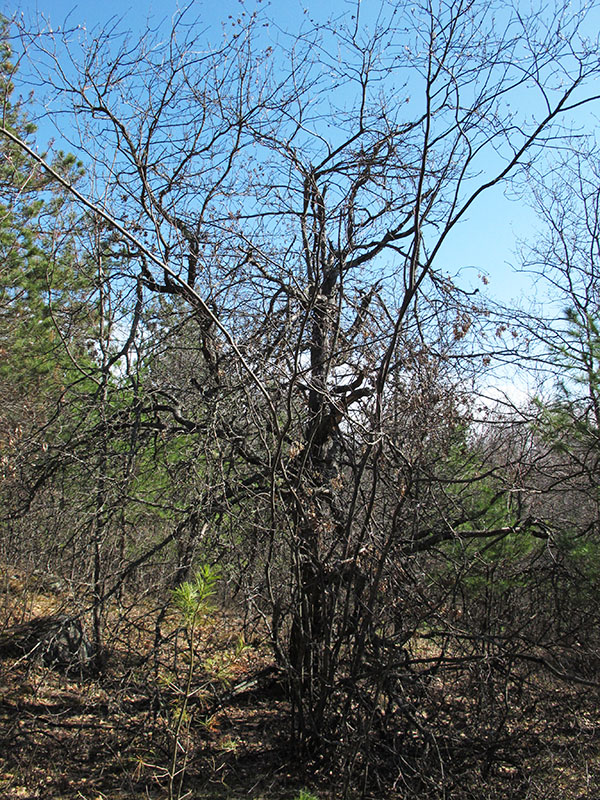Oak tree with old signs of bear feeding on acorns