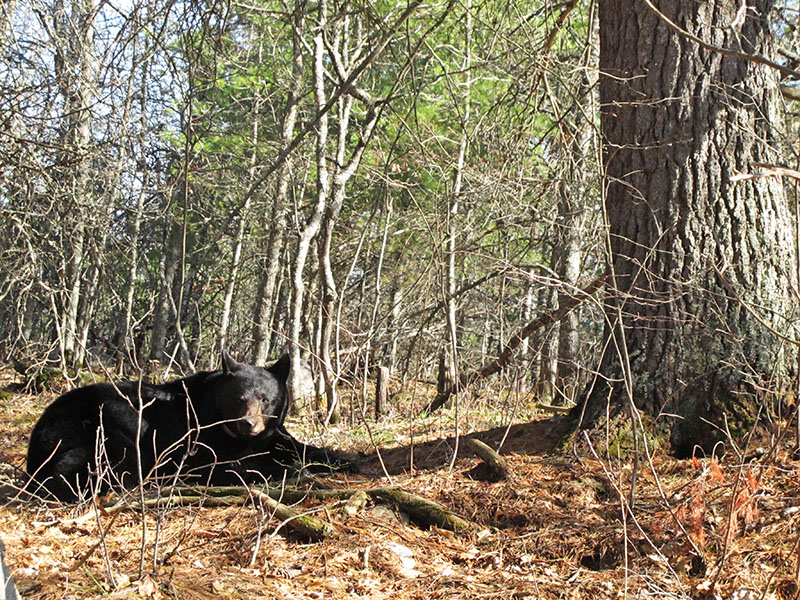 Braveheart lies in shadow of white pine where her cubs are