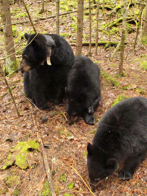 Jewel's family back together