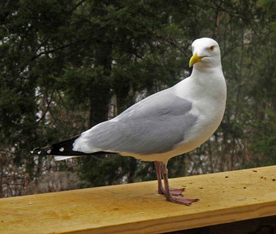 Herring Gull