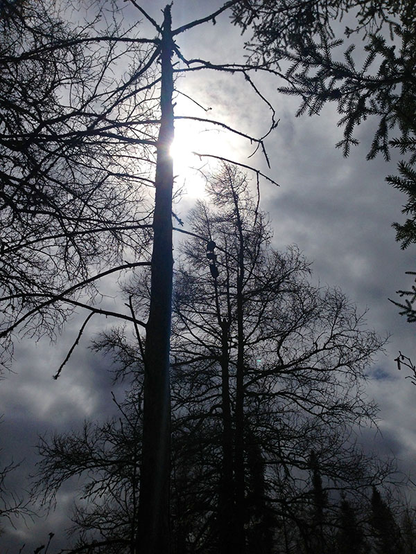 Can you find Ursula's cubs?