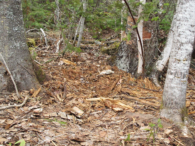 Dot's bed of shredded wood
