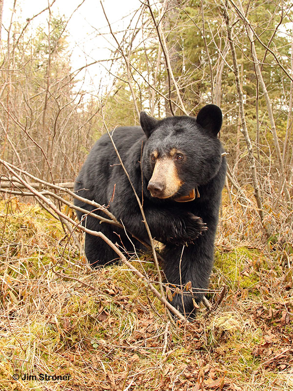 Ursula with sun-bleached muzzle