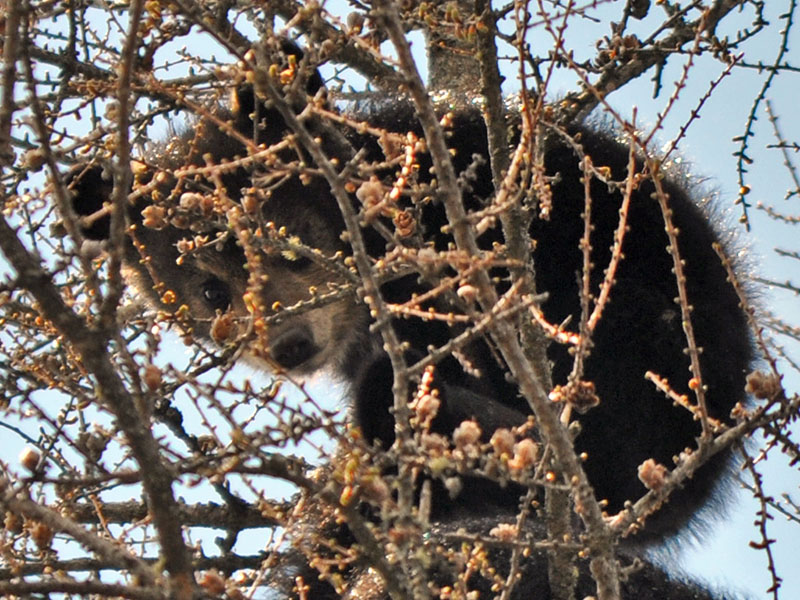 Ursula's highest cub