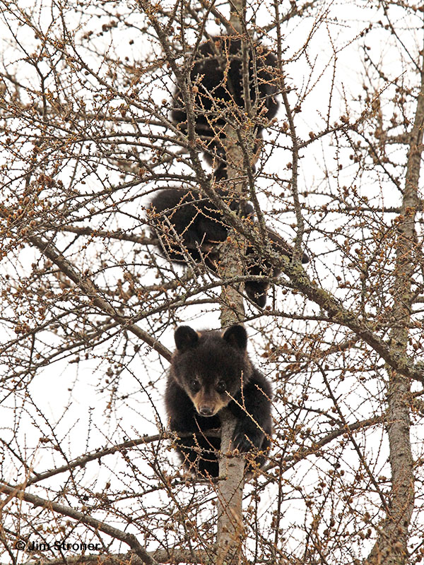 Ursula's 3 cubs high in tamarack