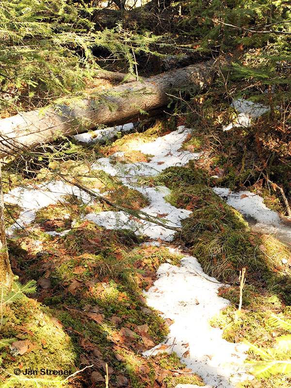 Still patches of snow
