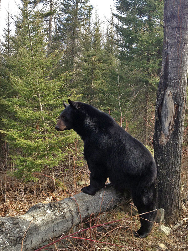 Lucky hears construction