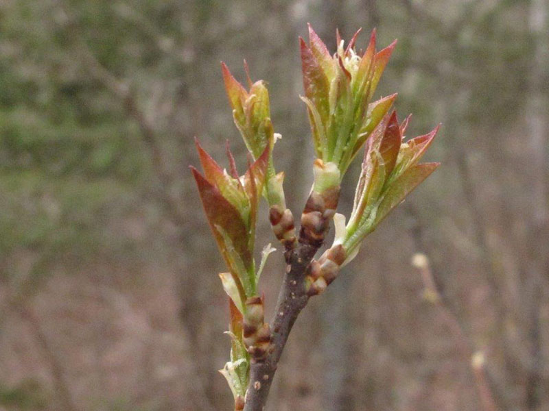 Leaf buds open
