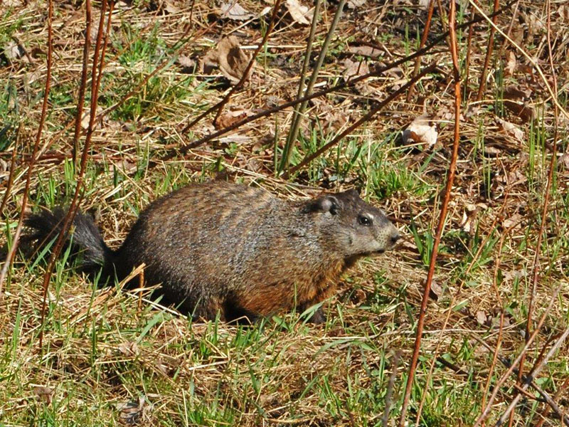 Woodchuck