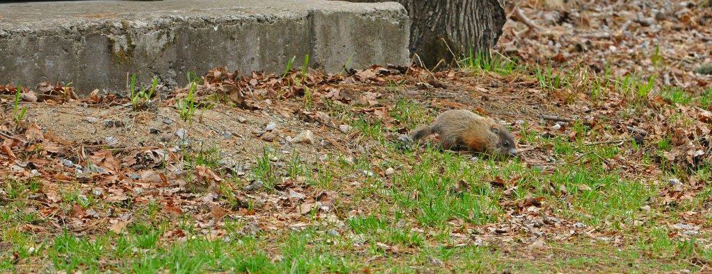 Woodchuck baby - notice clipped grass tips