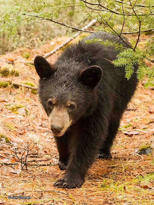 Juliet's yearling Sybil