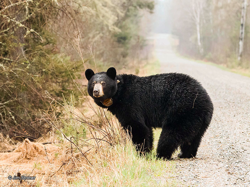 Ursula finds grass beside road