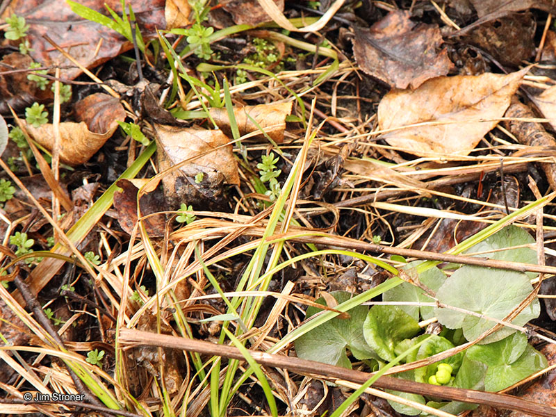 Bedstraw just coming up