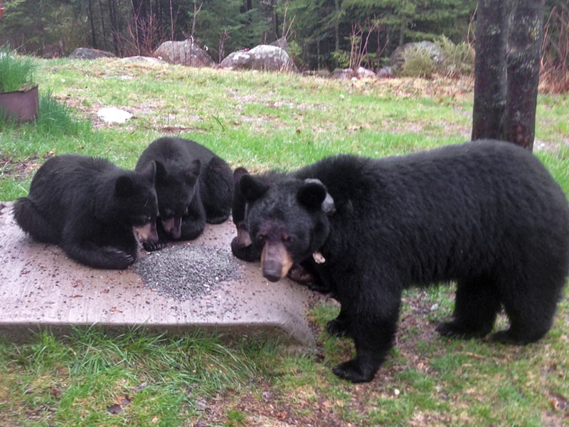Juliet and yearlings still together