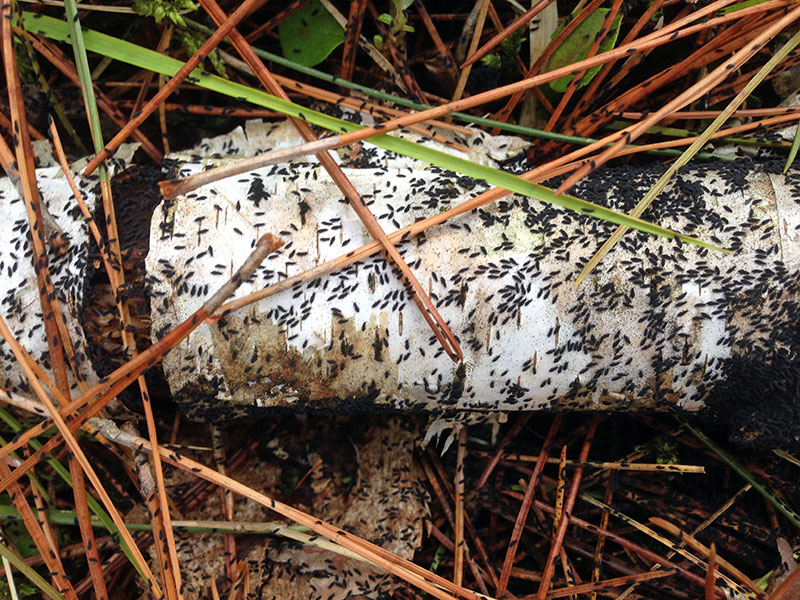 Snowfleas (Colembola)